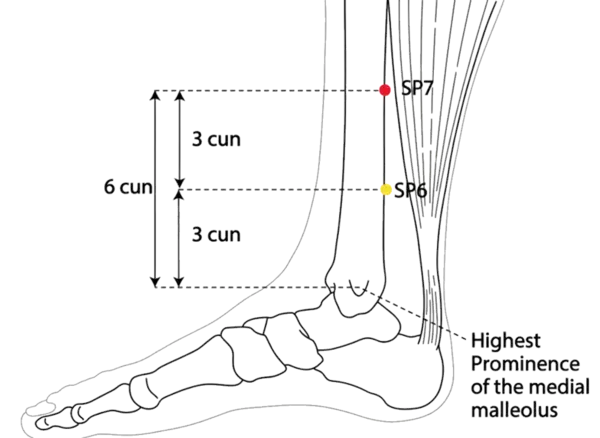 SP-7 - Dripping Valley Acupoint Location illustration for On the medial aspect of the lower leg, posterior to the medial border of the tibia.