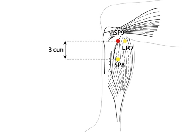 SP-9 - Yin Mound Spring Acupoint Location illustration for On the medial side of the lower leg, in a palpable hollow.
