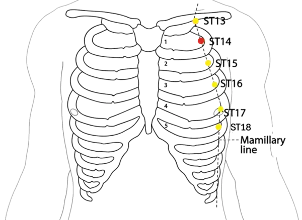 ST-14 - Storehouse Acupoint Location illustration for On the chest, in the second intercostal space, 4 cun lateral to the anterior midline, level with CV-19.