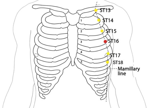 ST-16 - Breast Window Acupoint Location illustration for On the chest, in the fourth intercostal space, 4 cun lateral to the anterior midline, level with CV-17 and the nipple line.