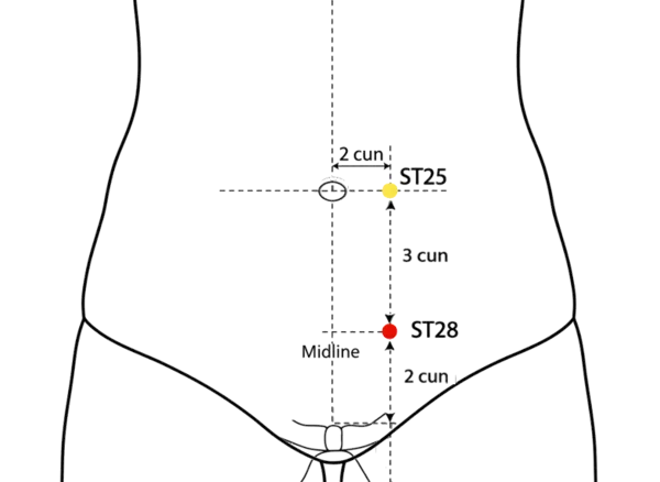 ST-28 - Water Passage Acupoint Location illustration for On the lower abdomen, 3 cun below the umbilicus and 2 cun lateral to the anterior midline, level with CV-4.