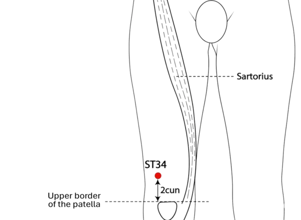 ST-34 - Ridge Mound Acupoint Location illustration for Located on the anterior thigh, in the groove between the rectus femoris and vastus lateralis muscles.