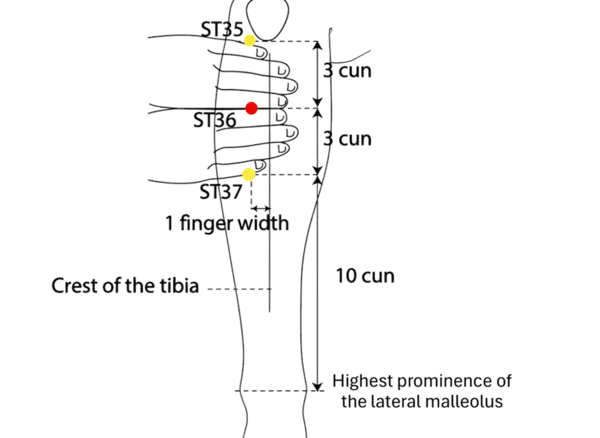 ST-36 - Leg Three Miles Acupoint Location illustration for On the anterior aspect of the leg, 3 cun below the patella and one finger-breadth lateral to the tibia's anterior crest.