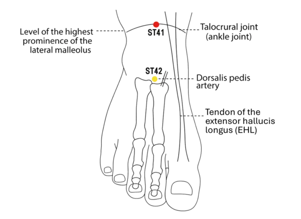ST-41 - Stream Divide Acupoint Location illustration for Located on the ankle crease, between the tendons of the extensor muscles, in the depression at the midpoint of the ankle joint.