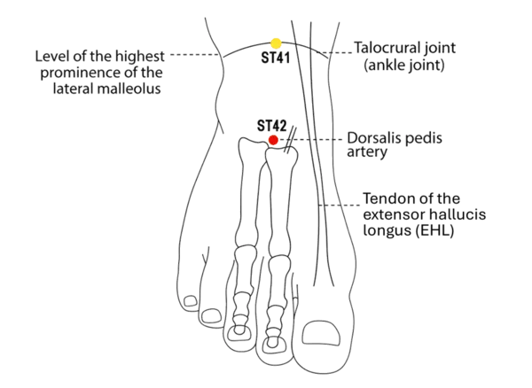 ST-42 - Rushing Yang Acupoint Location illustration for Located on the foot, between the second and third metatarsals, in a depression proximal to the metatarsophalangeal joints.