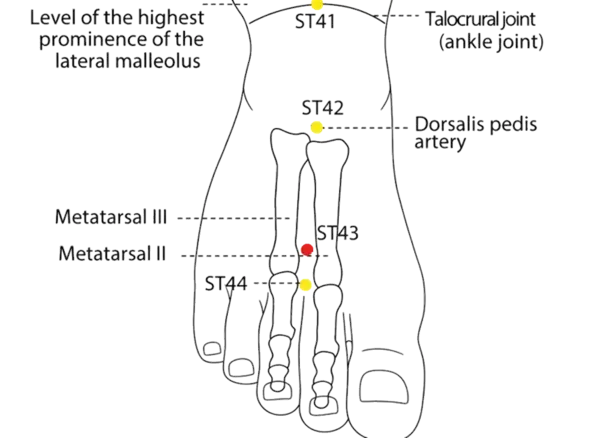 ST-43 - Sunken Valley Acupoint Location illustration for On the dorsum of the foot, between the second and third metatarsals, in a depression just proximal to the metatarsophalangeal joints.