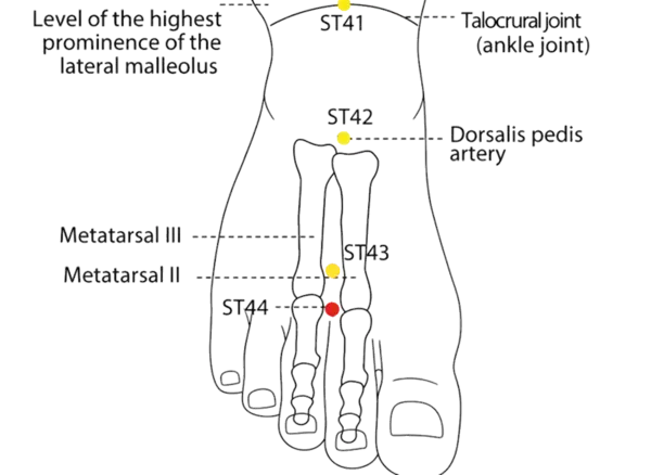 ST-44 - Inner Courtyard Acupoint Location illustration for On the dorsum of the foot, between the second and third toes, in the depression just proximal to the web margin.