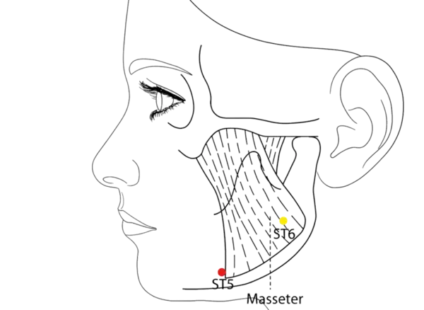 ST-5 - Great Welcome Acupoint Location illustration for Anterior to the angle of the mandible, on the anterior border of the masseter muscle, in the groove for the facial artery.