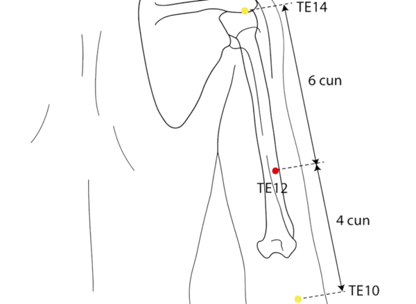 TE-12 - Dispersing Luo River Acupoint Location illustration for On the posterior upper arm, in the groove between the triceps muscle and humerus