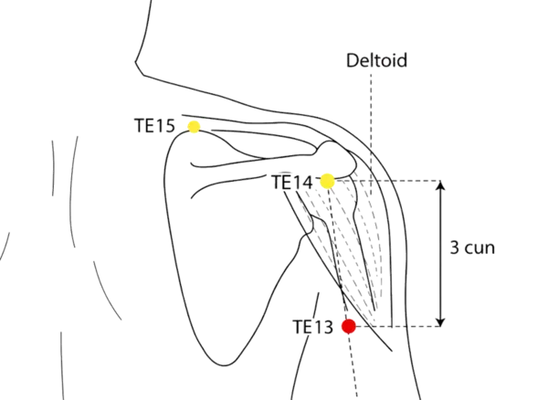 TE-13 - Upper Arm Meeting Acupoint Location illustration for In the depression between the deltoid and triceps, on the vertical line from TE-14 to TE-10