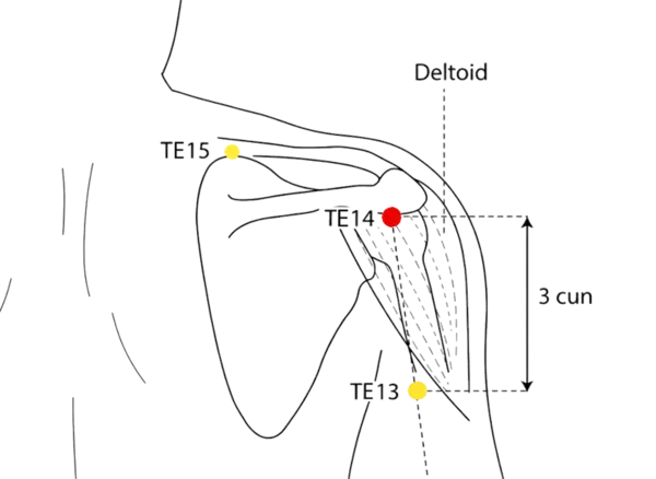 TE-14 - Shoulder Crevice Acupoint Location illustration for In the hollow behind the lateral tip of the shoulder, at the origin of the deltoid muscle