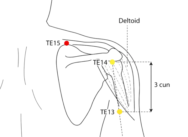 TE-15 - Heavenly Crevice Acupoint Location illustration for In the depression superior to the scapula, near the medial border of the trapezius