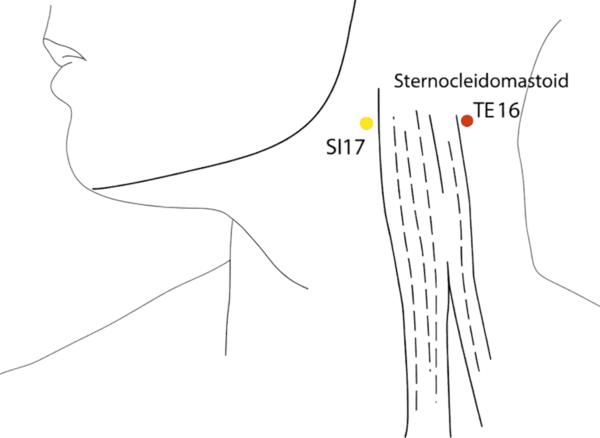 TE-16 - Celestial Window Acupoint Location illustration for In the depression posterior to the mastoid process, just above TE-17
