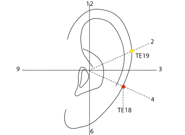 TE-18 - Spasm Vessel Acupoint Location illustration for In the depression on the lateral aspect of the skull, above and behind the ear