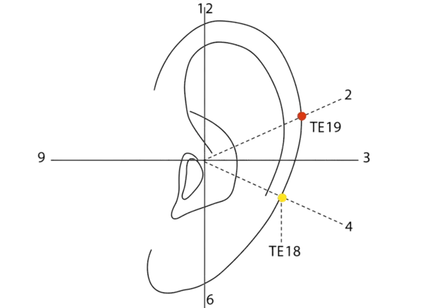 TE-19 - Skull's Rest Acupoint Location illustration for In the depression posterior to the parietal eminence, above the ear
