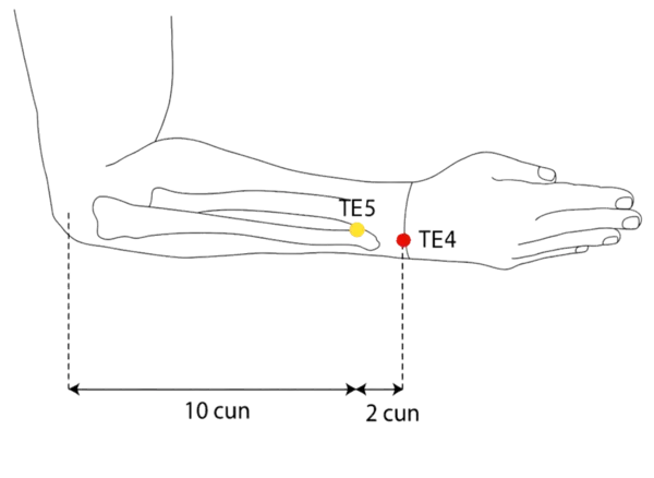 TE-4 - Yang Pool Acupoint Location illustration for Level with the wrist joint, between the fourth and fifth extensor tendons
