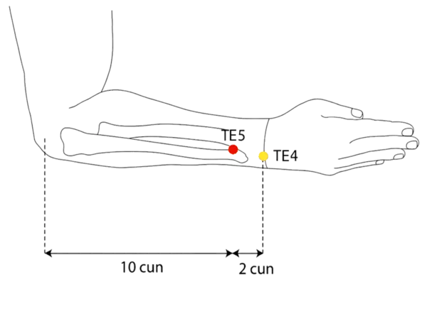 TE-5 - Outer Pass Acupoint Location illustration for On the line connecting TE-4 and the olecranon, 2 cun above the wrist crease
